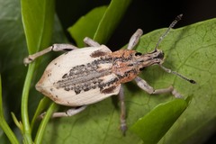 Elytrocallus montrouzieri