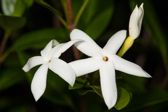 Atractocarpus platyxylon