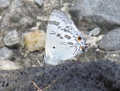 Hypolycaena kina