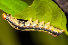 Hypocala deflorata