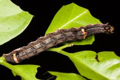 Hypocala deflorata