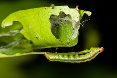 Hypocala deflorata