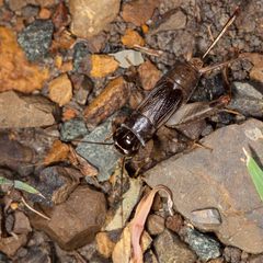 Teleogryllus oceanicus