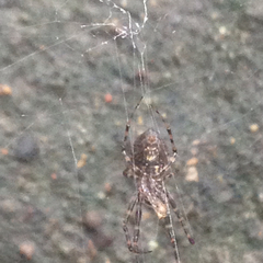 Araneae