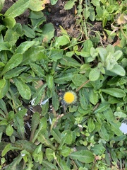Taraxacum officinale