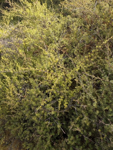 Geothermal Kanuka (Kunzea tenuicaulis)