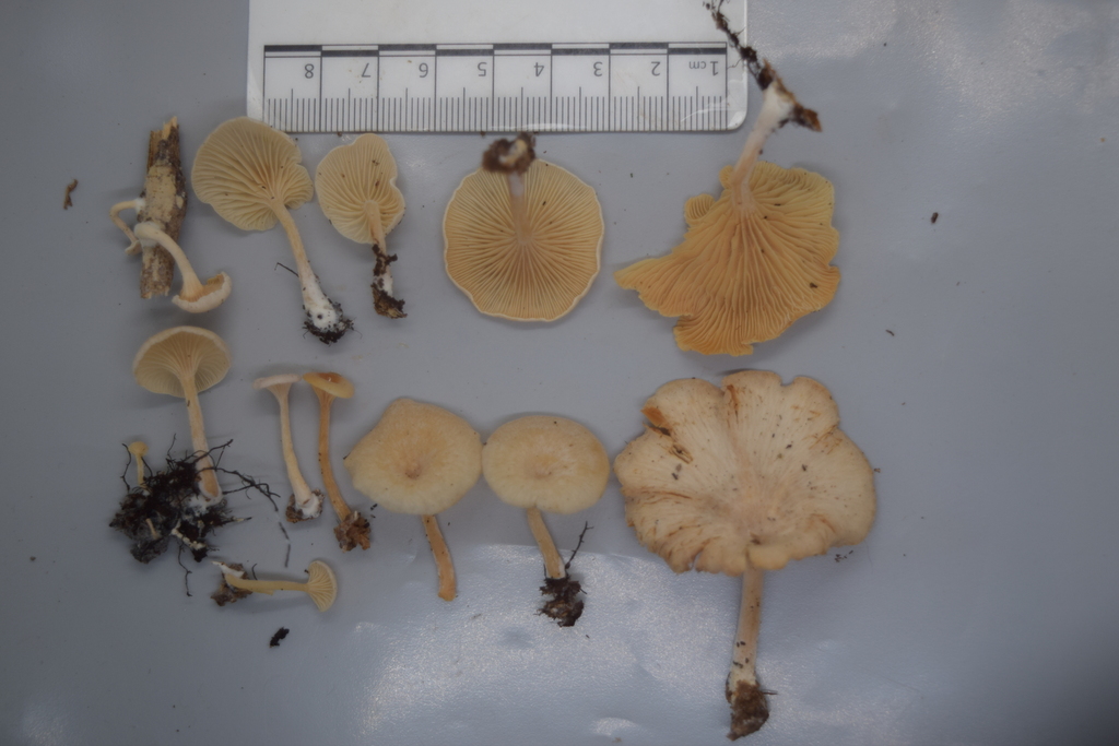 Rhizocybe albida · March 2026 · photo: © davidwhyte (iNaturalist, cc-by-sa)