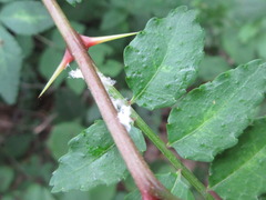 Zanthoxylum piperitum