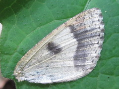 Dindica virescens