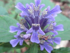 Ajuga spectabilis