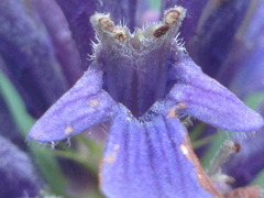Ajuga spectabilis