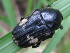 Glycyphana fulvistemma