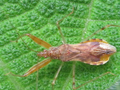 Gorpis brevilineatus