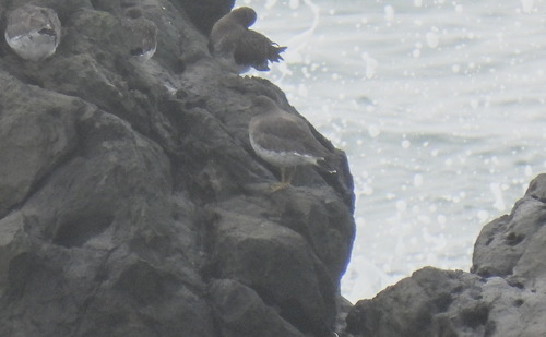 Surfbird (Calidris virgata), photo 6
