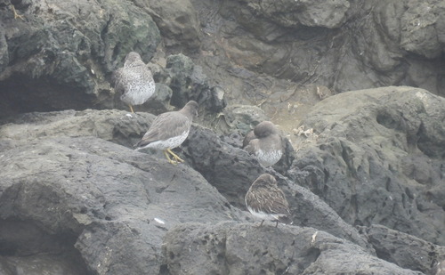 Surfbird (Calidris virgata), photo 7