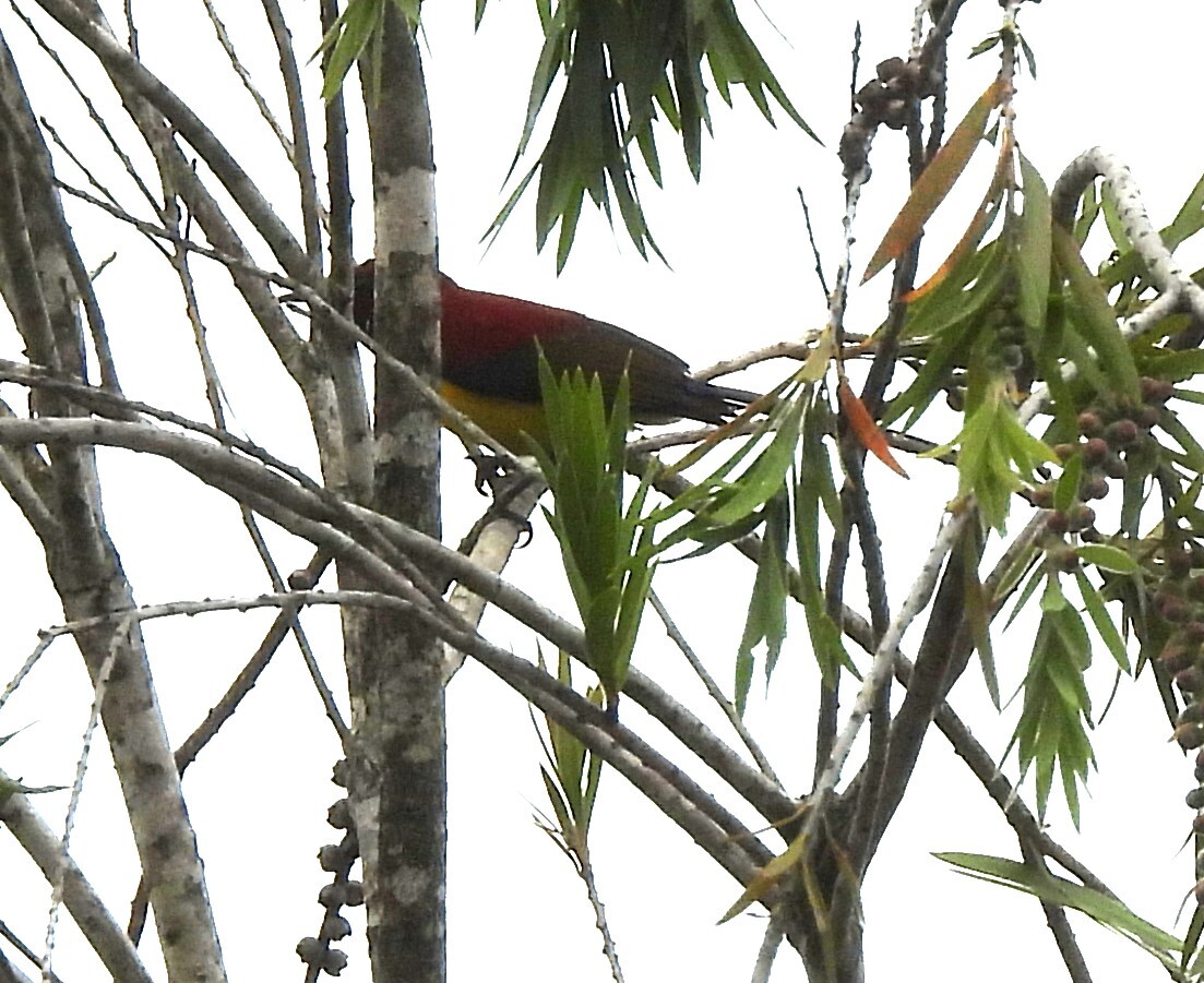 Mrs. Gould's Sunbird (Aethopyga gouldiae), photo 3