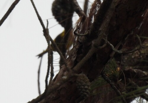 Vietnamese Greenfinch (Chloris monguilloti)