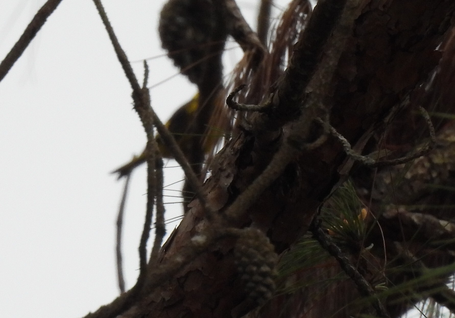 Vietnamese Greenfinch (Chloris monguilloti), photo 1