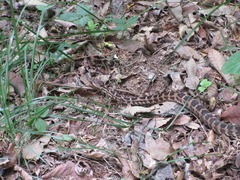 Gloydius intermedius