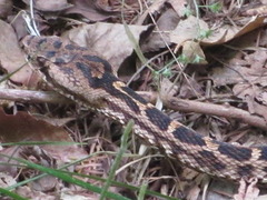 Gloydius intermedius