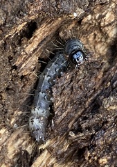 Scolecocampa