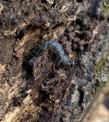 Scolecocampa