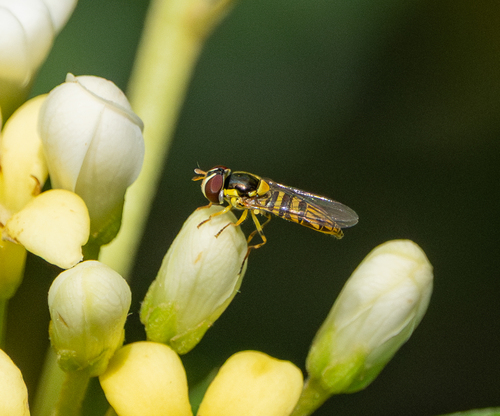 Unknown species found near Corp Woods Nature Sanctuary, Galveston, Texas, United States