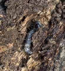 Scolecocampa