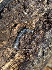 Scolecocampa