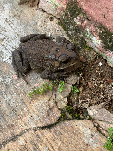Duttaphrynus melanostictus