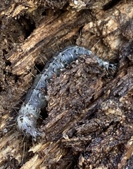 Scolecocampa