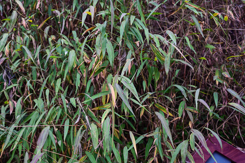 Microstegium ciliatum iNat (2)