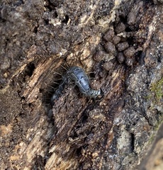 Scolecocampa