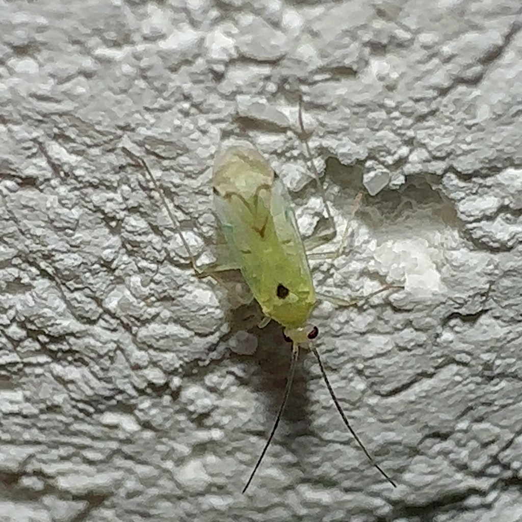 Paraproba crotonica