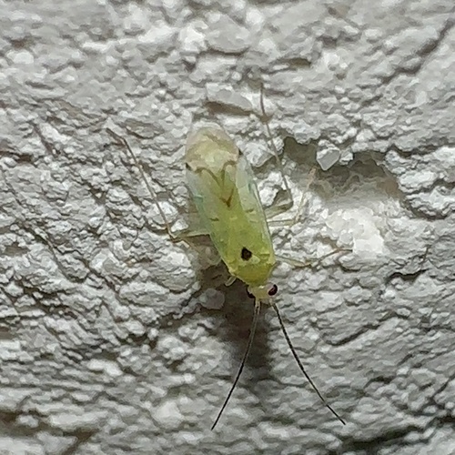 Paraproba crotonica