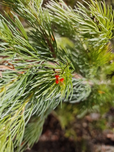 woolly bush (Adenanthos sericeus)