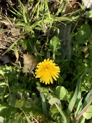 Taraxacum officinale