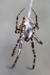 Araneoidea