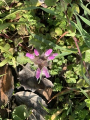 Lamium purpureum