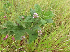 Lantana trifolia