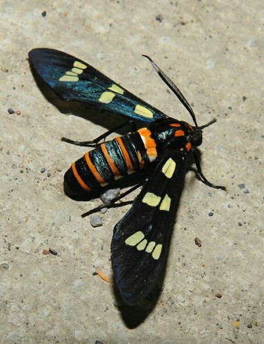 Black-banded Wasp Moth