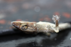 Hemidactylus frenatus