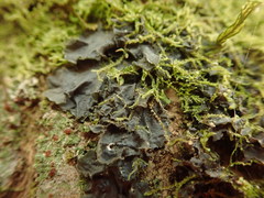 Leptogium denticulatum