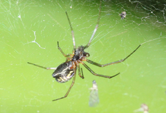 Linyphiidae