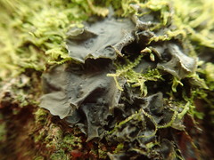 Leptogium denticulatum