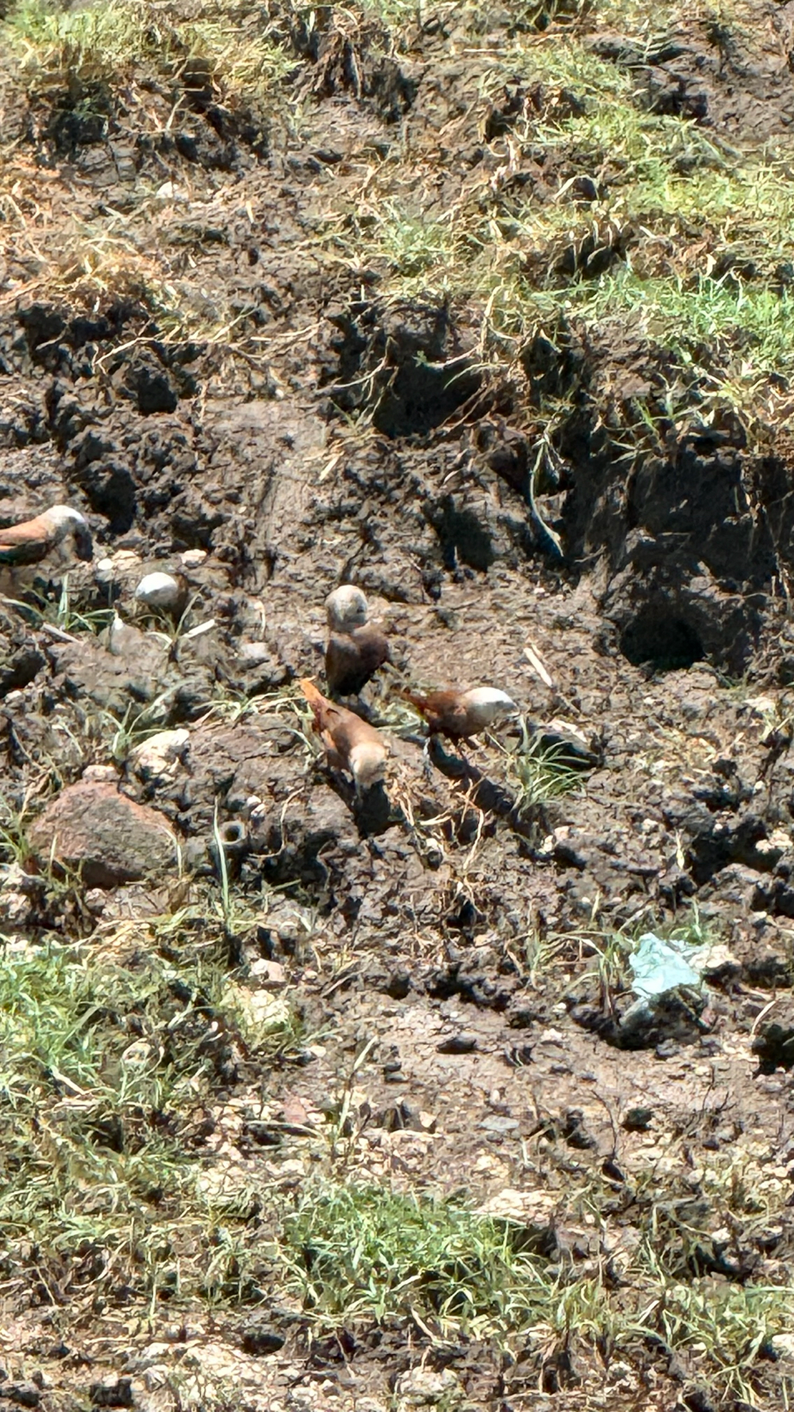 White-headed Munia (Lonchura maja), photo 8