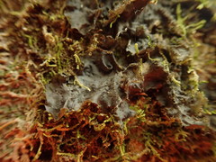 Leptogium denticulatum