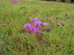 Desmodium