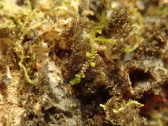 Leptogium denticulatum