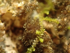 Leptogium denticulatum